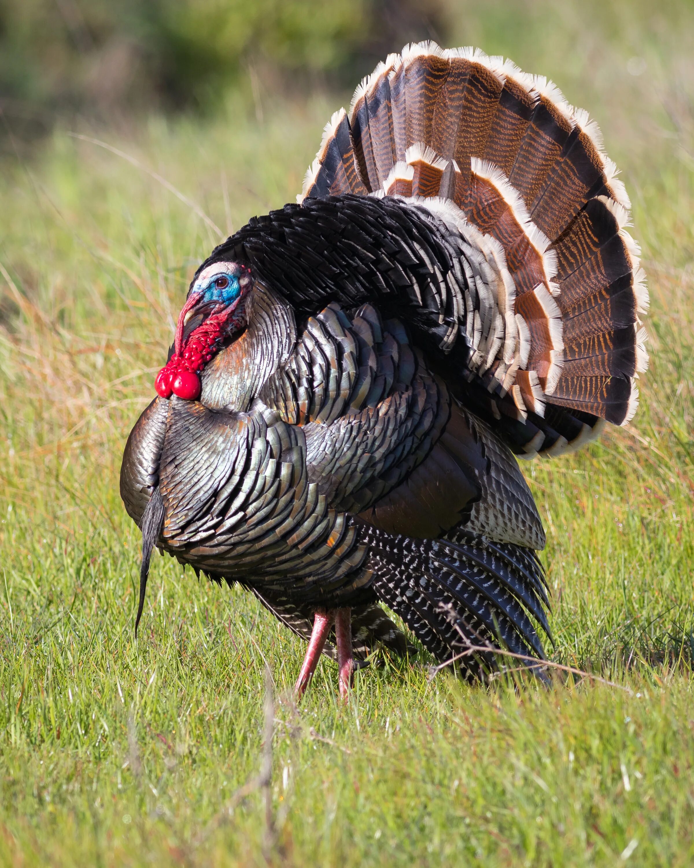 Индейка это птица. Дикая индюшка. Дикая индейка meleagris gallopavo. Turkey индюшка. Австралийский индюк.