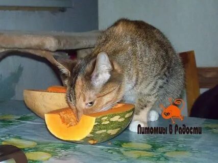 Кто из животных ест огурцы