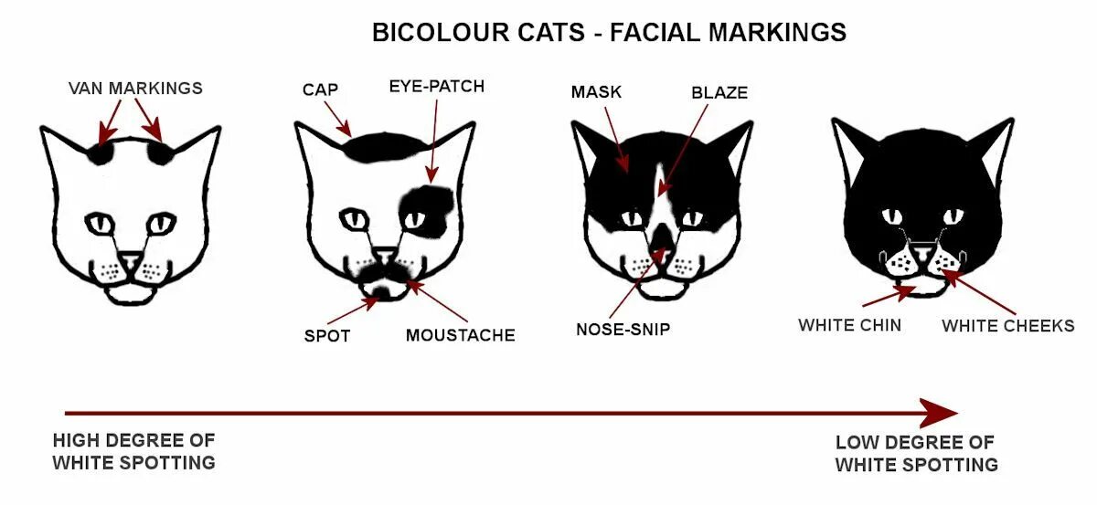Кошачья генетика. Генетика кошачьих окрасов. Генотип кошки. Схема кошачьих окрасов.