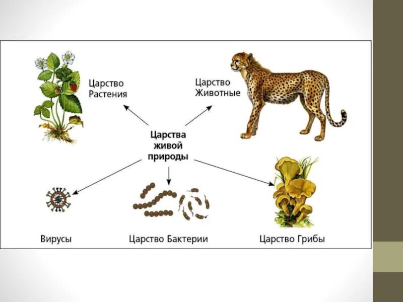 Представитель царства живых организмов. Царства природы. Царства природы схема. Царства живой природы животные. Царство по биологии.