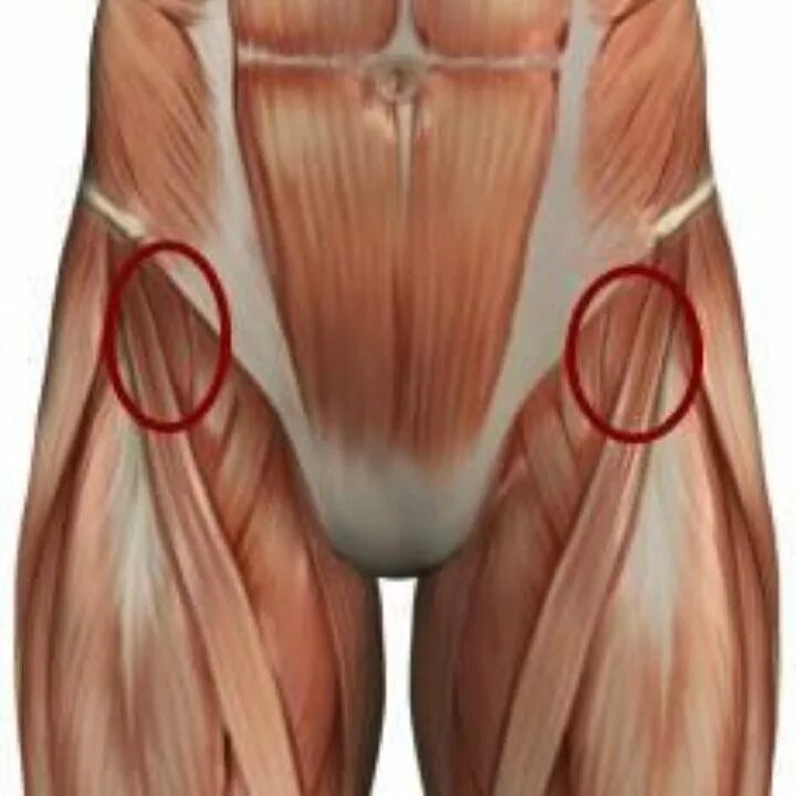 Болят бедра по бокам у женщин. Паховые связки анатомия. Мышцы паха. Мышцы и сухожилия бедра.