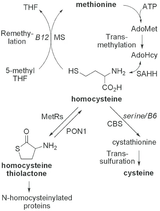 Гомоцистеин биохимия. Синтез метионина из гомоцистеина. Гомоцистеин в цистатионин. Превращение гомоцистеина в цистатионин. Метионин и гомоцистеин биохимия.