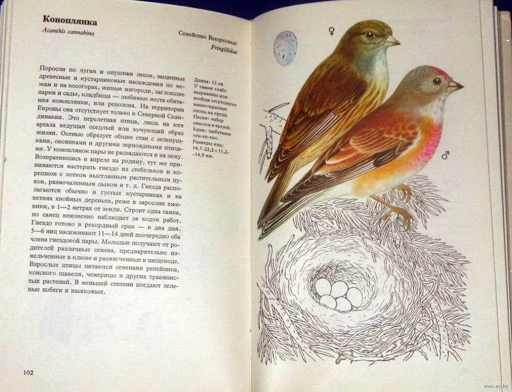 книга алексеев птица слава. луг с цветами и бабочками. птицы садов и полей. птицы в огороде. синичка.