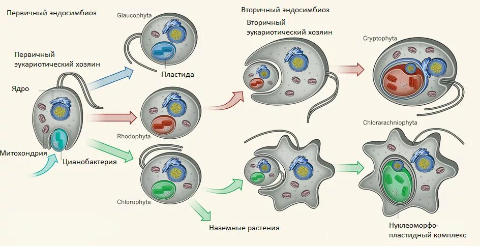 Эволюция первых клеток. Теория симбиогенеза хлоропластов. Схема эволюции эукариотических клеток. Эволюция клетки гипотезы происхождения эукариотических клеток. Схема симбиотического возникновения эукариот.