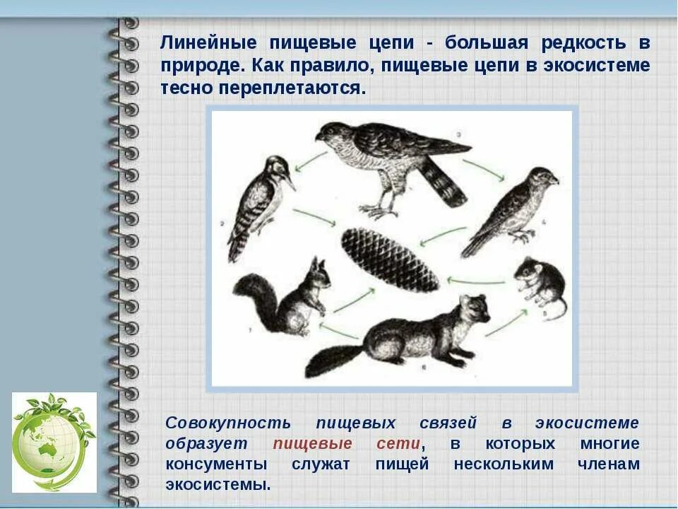 Ошибки в тексте пищевые цепи. Пищевая цепь. Линейная пищевая цепь. Пищевая цепочка в природе биология. Пищевые Цепочки линейные.