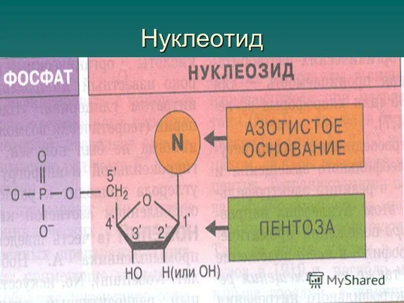 Нуклеотид представляет собой. Структура нуклеозидов и нуклеотидов. Нуклеотид и нуклеозид. Строение нуклеотида. Основания нуклеотидов.