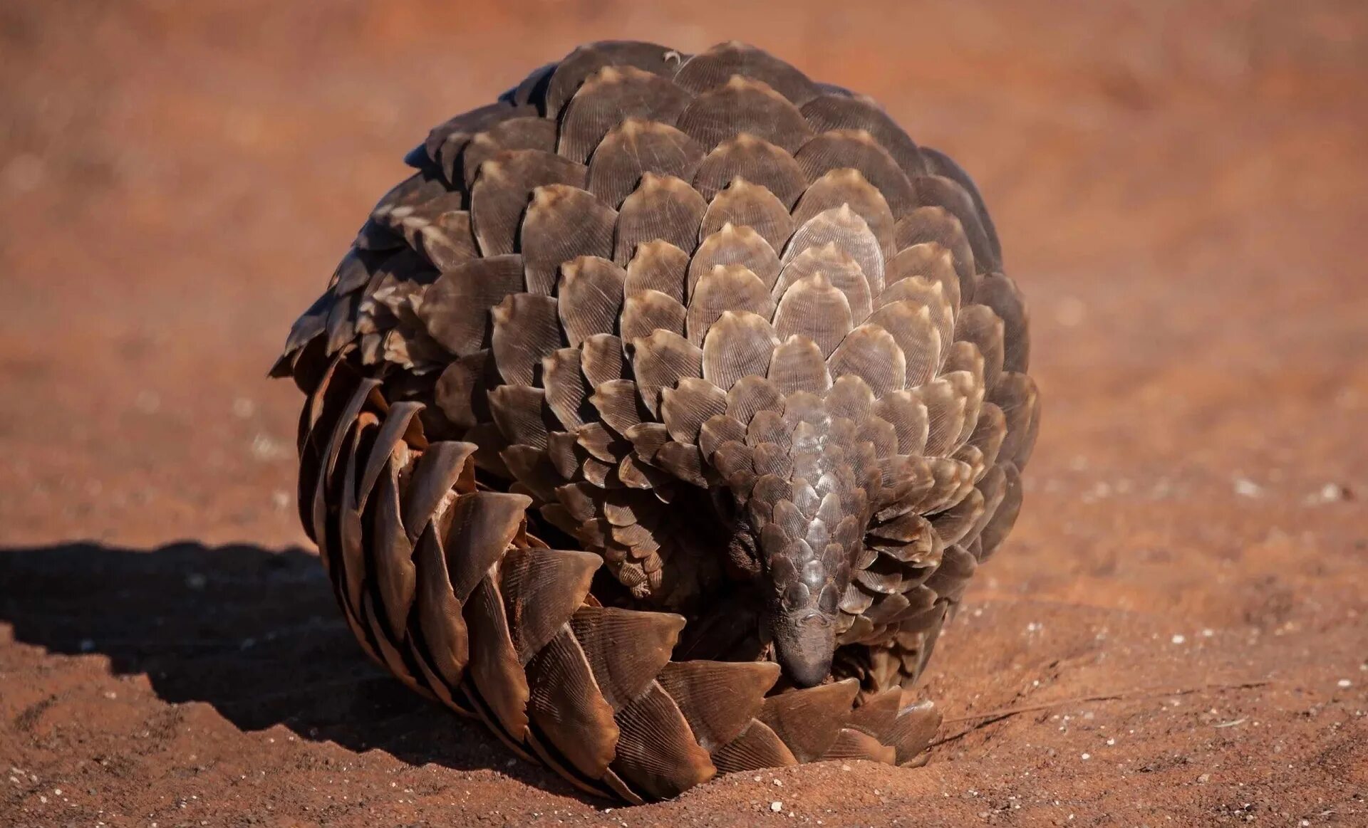 Pangolin