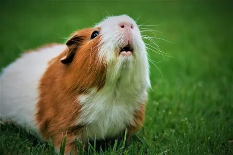 Guinea перевод