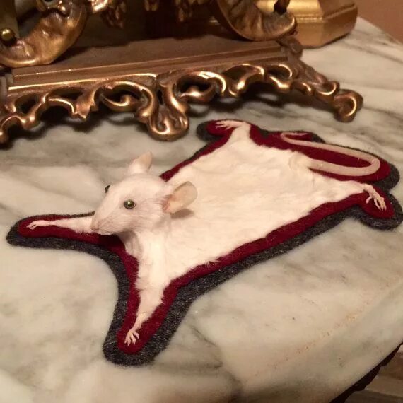 Мышь с человеческим ухом на спине. Крыса дамбо. Мышиная кожа. Ключница мышка. Шкурка мыши.