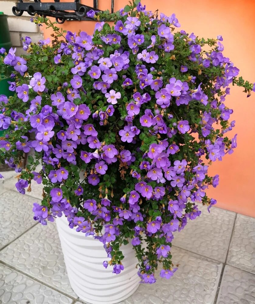 Bacopa 'Baristo ® Snowflake' Однолетние растения, Контейнерные растения, Цветы в