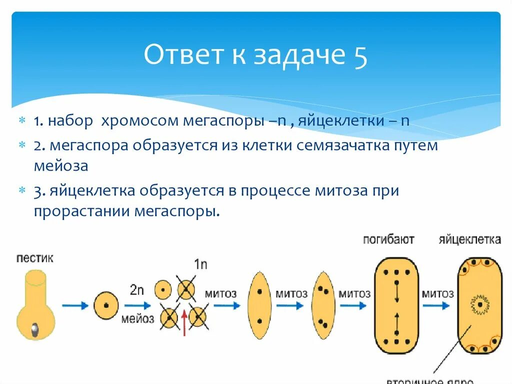 Макроспора образуется в результате. Мегаспора хромосомный набор. Мегаспора образуется из. Мегаспора покрытосеменных набор хромосом. Яйцеклетка образуется из мегаспоры.