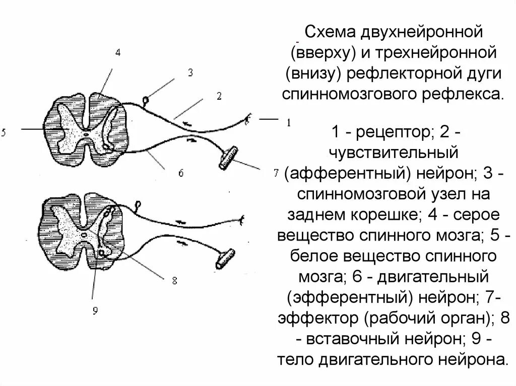 Структура трехнейронной рефлекторной дуги.. Схему спинальной двухнейронной рефлекторной дуги.. Схема трехнейронной рефлекторной дуги двигательного рефлекса. Схема 2х и 3х нейронной рефлекторной дуги.