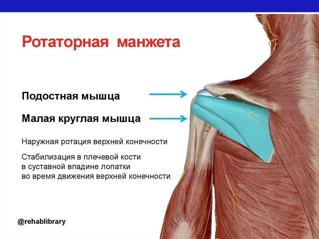 Почему дергается плечо. Ротаторная манжета плечевого сустава. Ротаторная манжета плечевого сустава мышцы. Мышцы вращатели плечевого сустава. Сухожилие подостной мышцы.