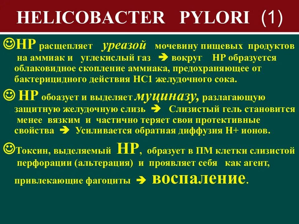 Хеликобактер по омс. Хеликобактер пилори патофизиология. Helicobacter pylori патогенез. Хеликобактер расщепляет. Хеликобактер устойчивость.