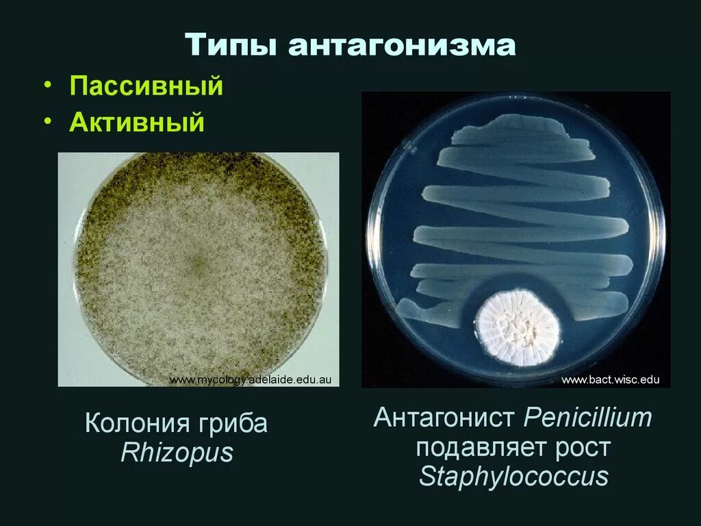 Антагонизм простыми словами. Явление антагонизма микробов микробиология. Микробный антагонизм микробиология. Антагонизм бактерий. Антагонисты микробиология.