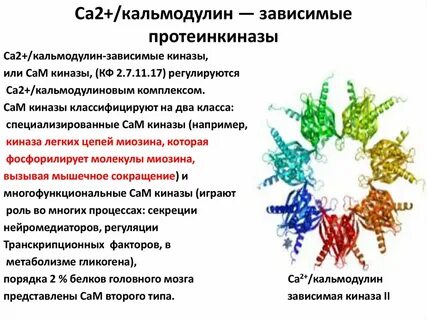 Протеинкиназа класс