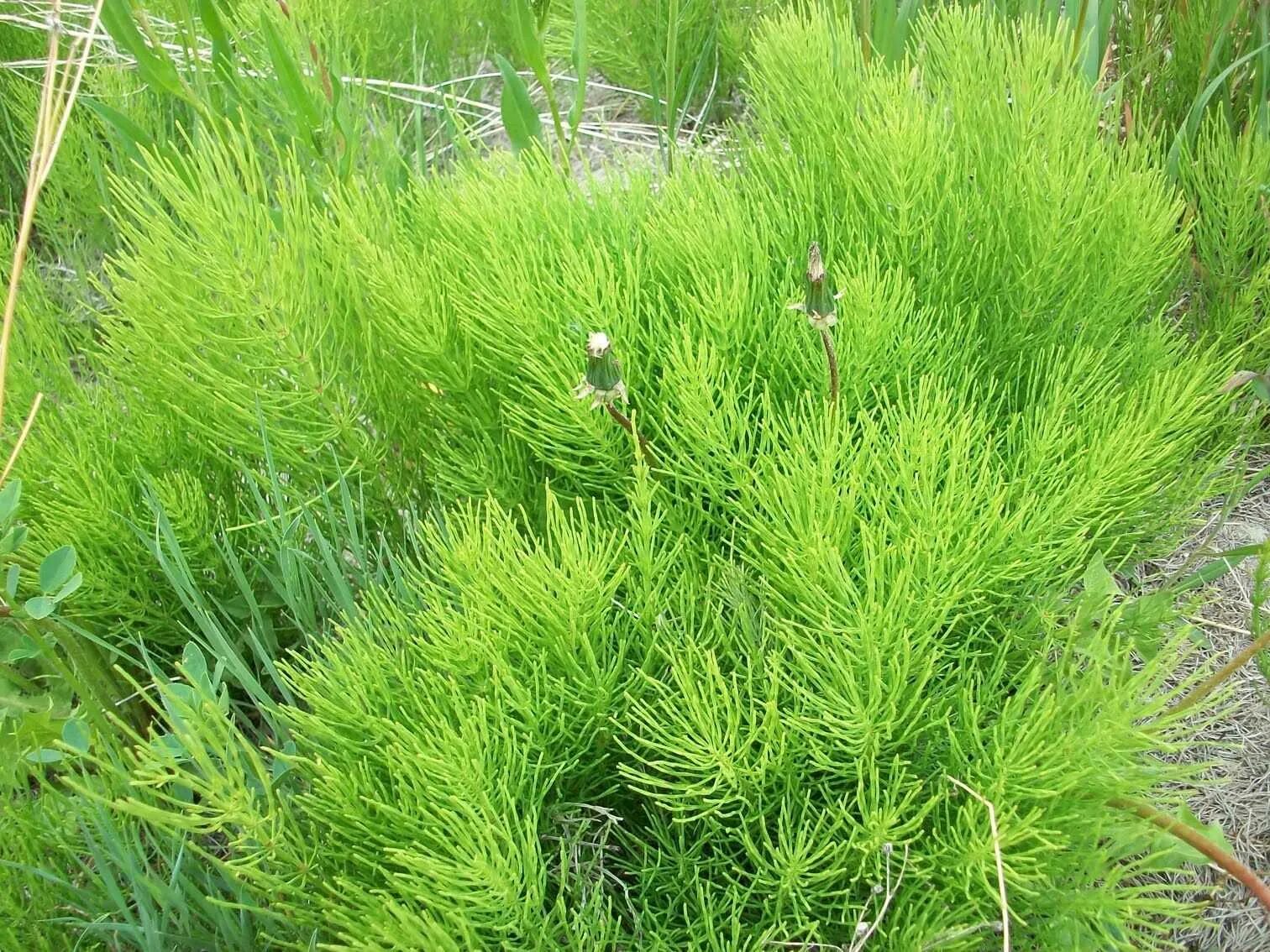 Хвощи хвойные. Хвощ полевой. Хвощ полевой (Equisetum arvense). Конский хвощ. Хвойник полевой.