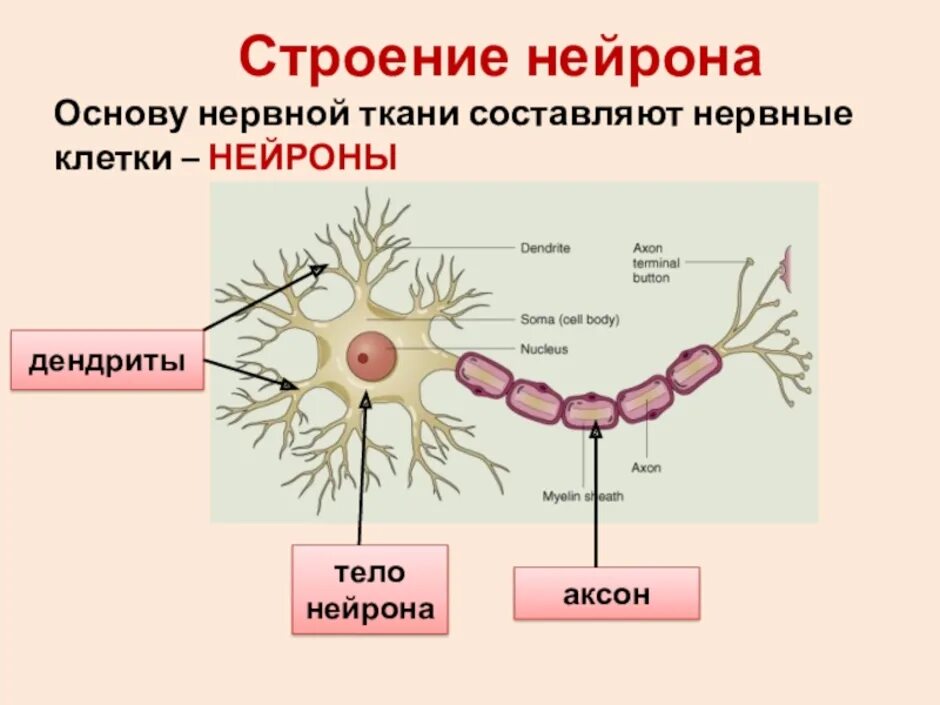 Нервная ткань состоит из собственно нервных клеток. Нервная ткань строение и функции. Строение клетки нервной ткани. Строение нервной ткани таблица. Нервная ткань строение и функции Тип ткани.
