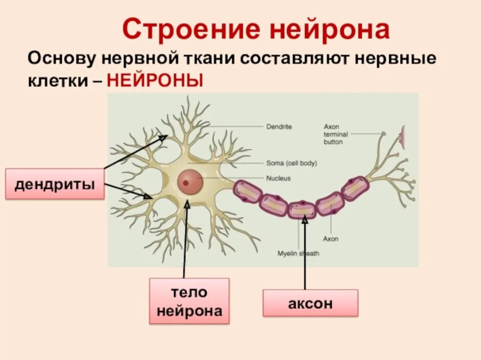 Нервная ткань образует покровы тела: найдено 77 изображений