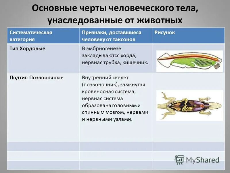 Общие черты позвоночных. Основные черты типа хордовых. Основные признаки позвоночных. Черты позвоночных животных.