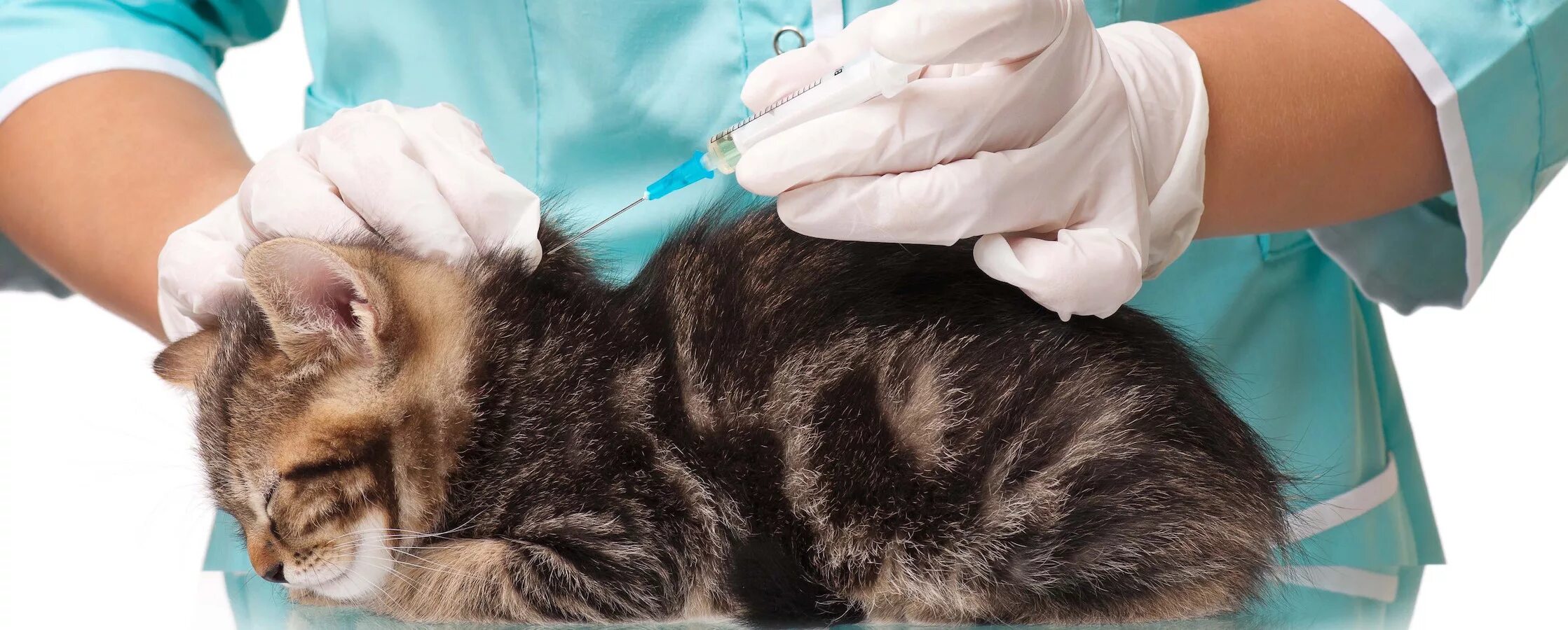 Котик вакцинация. Вакцинация кошек. Вакцинация ветклиника. Вакцинация кошек выезд. Вакцинация кошек выезд.