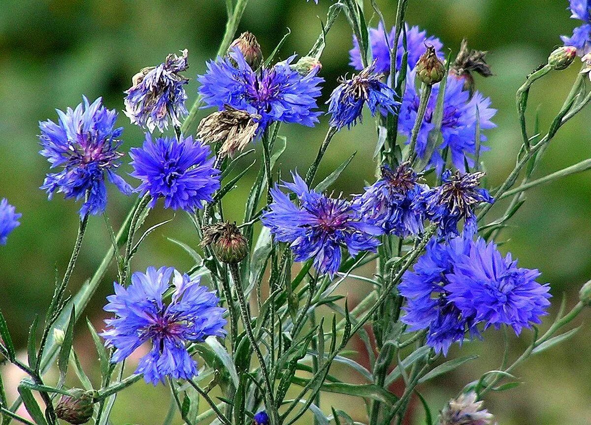 Василек относится к. Василек синий (Centaurea cyanus). Василек полевой. Василек Луговой синий. Василек Флорес.