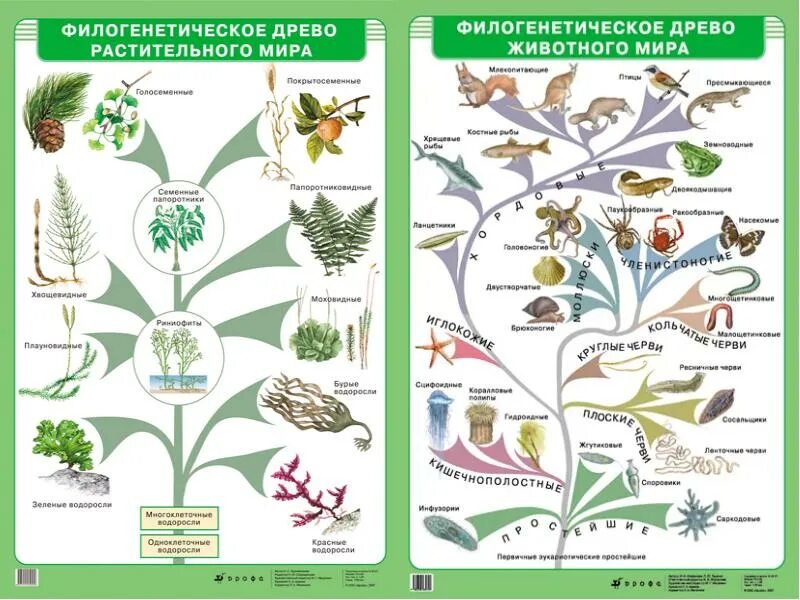 Филогенетическое Древо растений и животных. Филогенетическое Древо организмов.