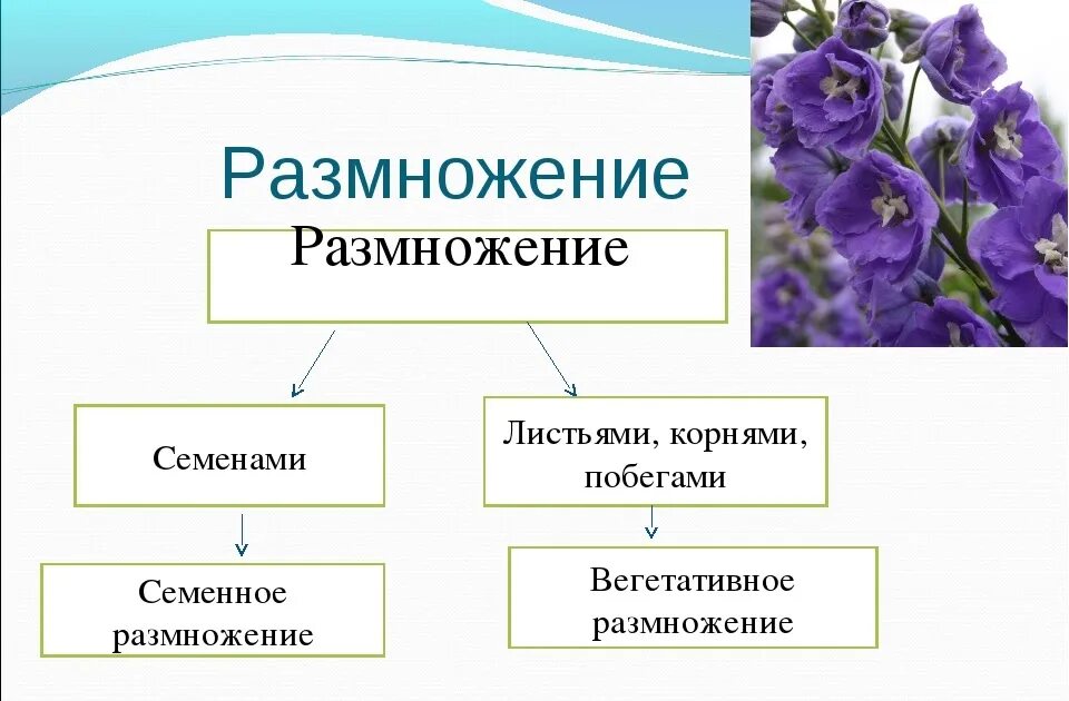 Размножение с помощью семян характерно. Размножение растения семенами вид размножения. размножение растений семенами схема. размножение растений вегетативное и семена. семенное размножение вид размножения.