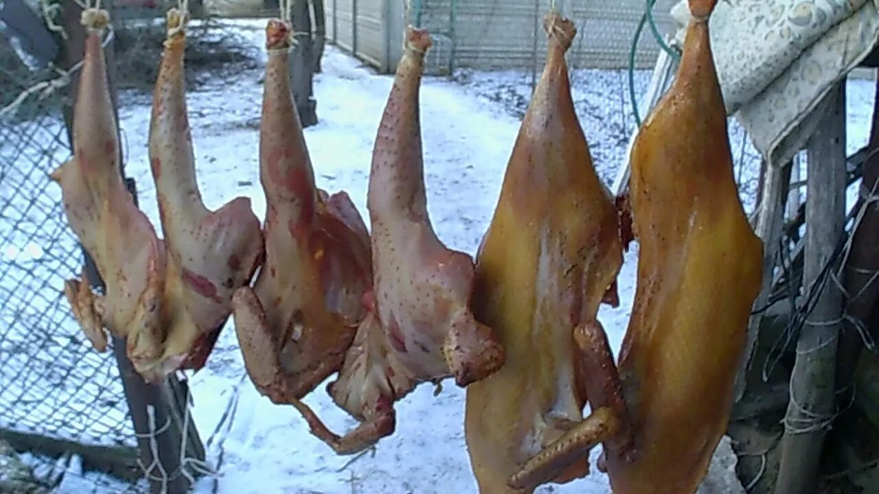 Коптим дикую утку