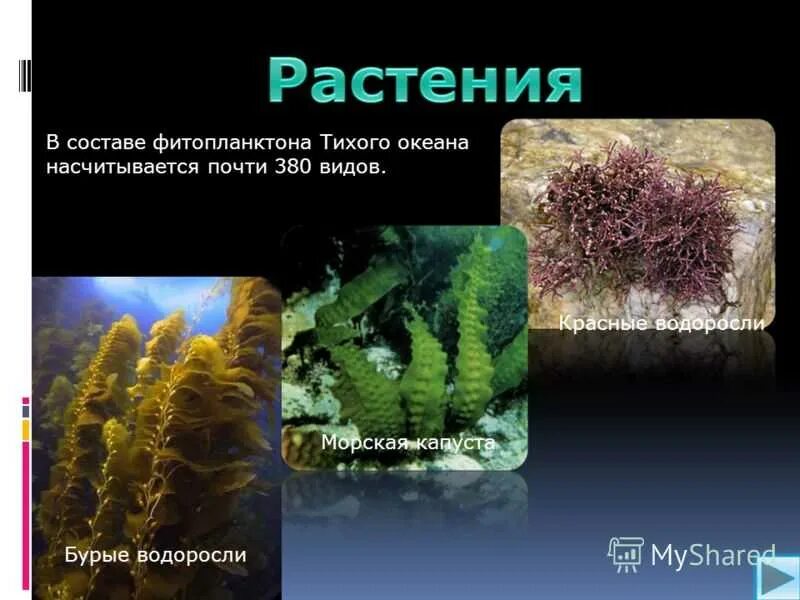 Водоросли входят в состав. Растительный мир Тихого океана. Растения в морях и океанах. Растения морей и океанов. Растения морей и океанов названия.