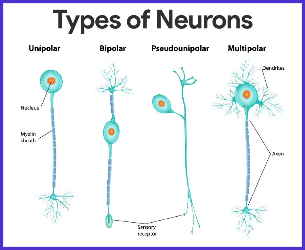 Признаки и типы нейрона. Виды нейронов. биполярный нейрон. types of neurons. клетка нейрона.