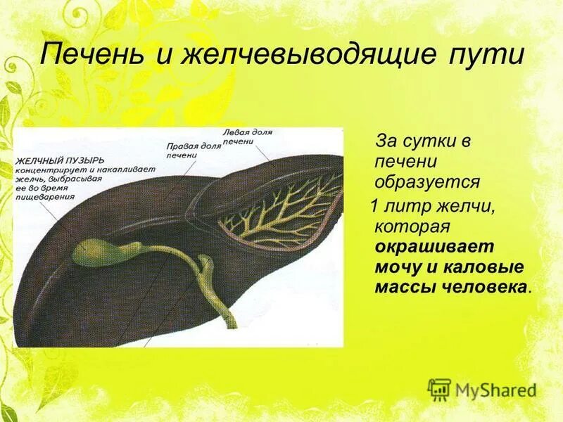 где вырабатывается желчь в организме человека