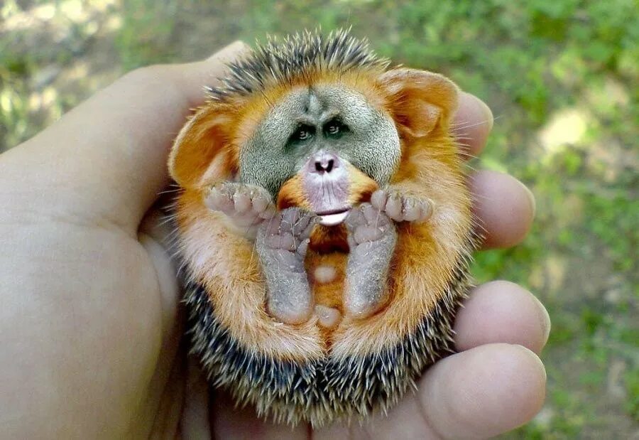 Топиари парк сша. Необычные животные зоопарка. Пепсикольные животные. Древесный орангутановый еж. Покажи какие самые интересные.