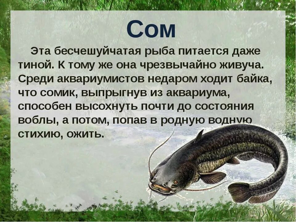 Рассказ про сома. Доклад о соме. Сом описание для детей. Сообщение о рыбе сом.
