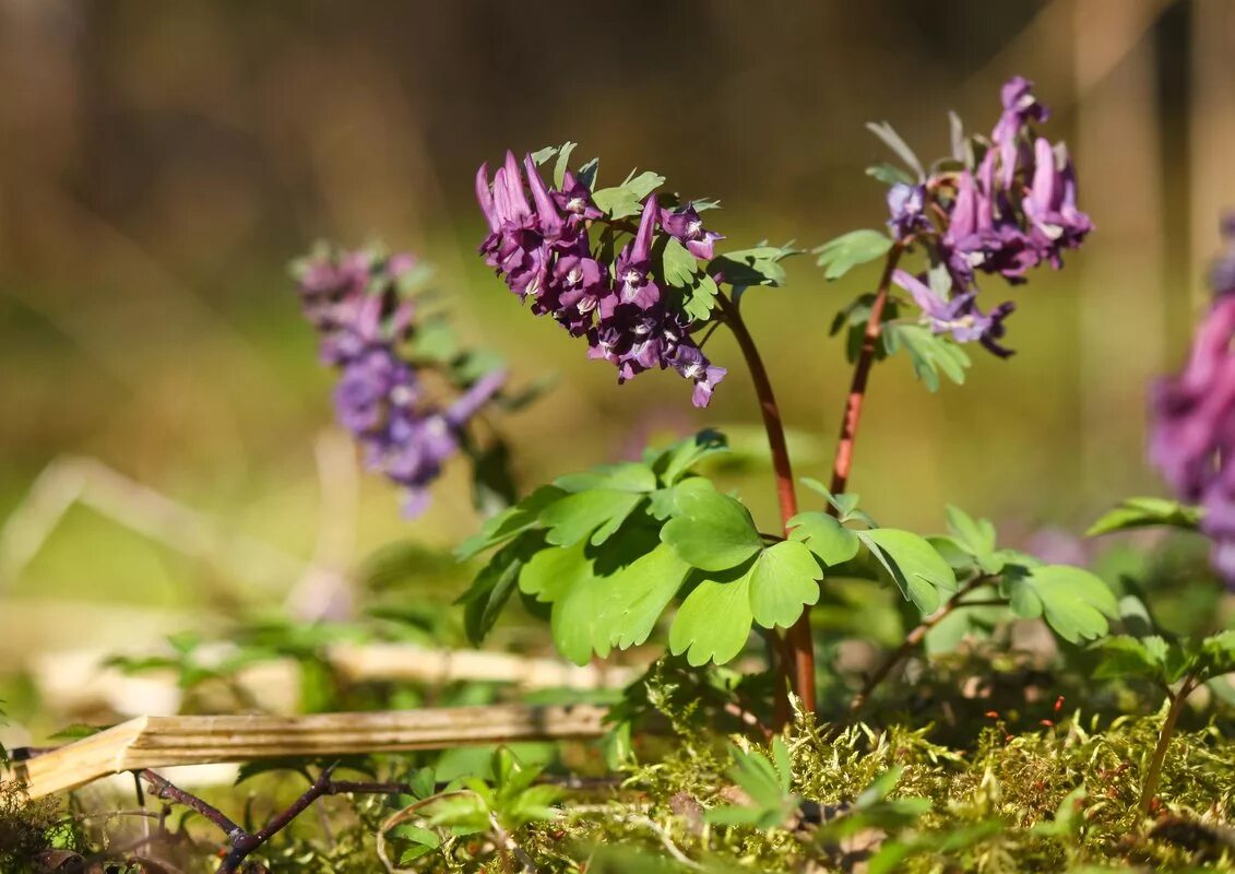 Хохлатка плотная. Хохлатка (Corydalis). Хохлатка пионолистная. Хохлатка первоцвет. Хохлатка Галлера.