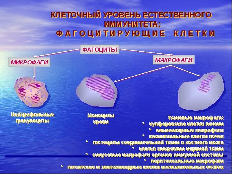 Макрофаги фагоцитоз. Что такое макрофаги и микрофаги крови. Фагоцитоз микрофаги и макрофаги. Макрофаги и микрофаги иммунология. Сравнительная характеристика фагоцитов.