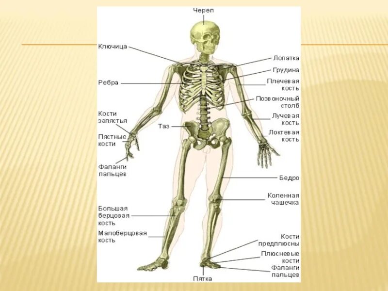 К добавочному скелету человека относятся. Биология 8 класс скелет человека осевой скелет. Осевой скелет человека 8 класс биология. Оси скелета человека анатомия. Части скелета осевой и добавочный.