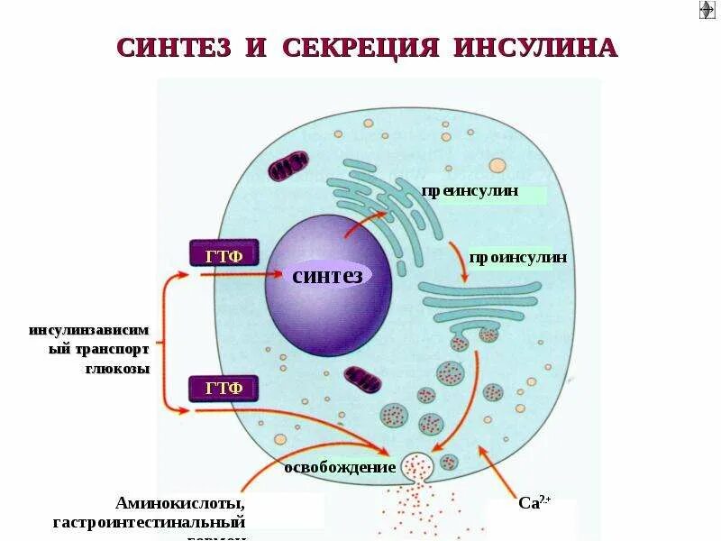 Синтез инсулина процесс. Этапы синтеза инсулина биохимия. Этапы синтеза и секреции инсулина. Схема синтеза инсулина биохимия. Инсулин строение Синтез секреция.