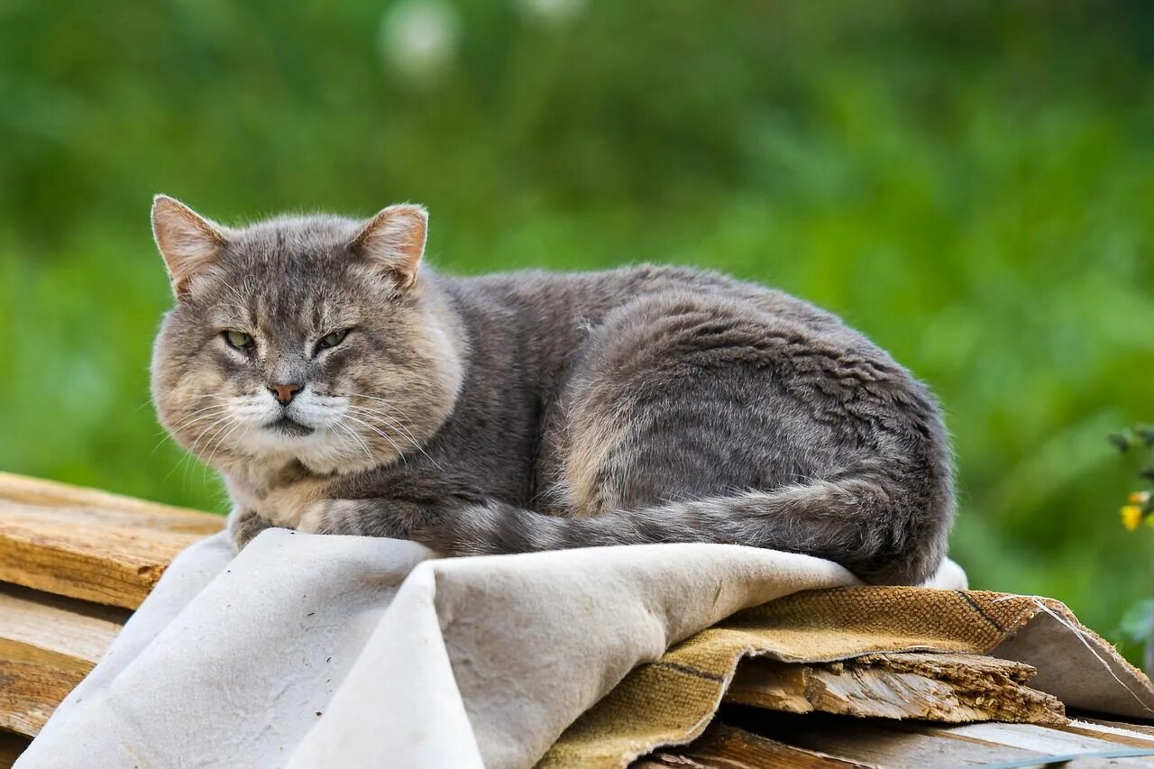 Cat start. Кот. Старые коты. Старенький кот. Пожилая кошка.