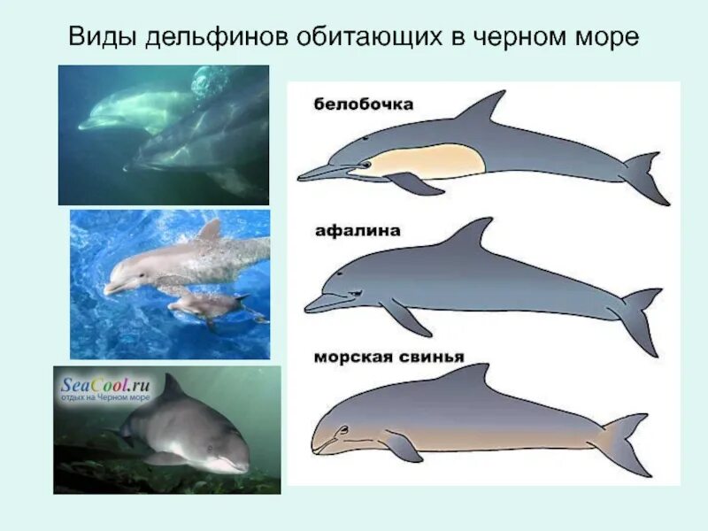 Сколько дельфинов в черном море