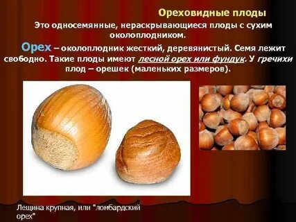 Орех околоплодник