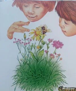Рисунок коли