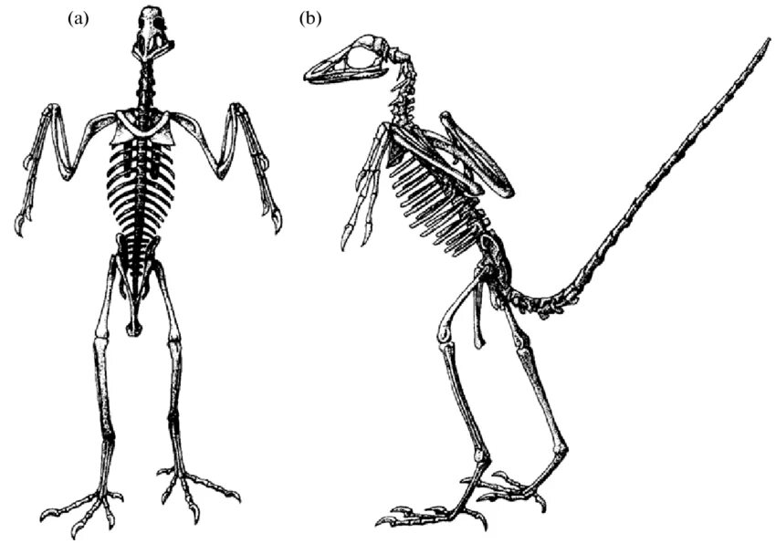 Задние конечности археоптерикса. Archaeopteryx скелет. Археоптерикс скелет 1999. Цевка у археоптерикса.