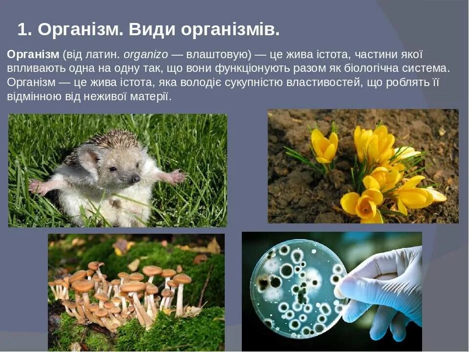 Живые организмы. Середовища існування. Живі організми. Основні процеси життєдіяльності рослини україни. Живые организмы.