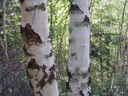 Береза коричневого цвета