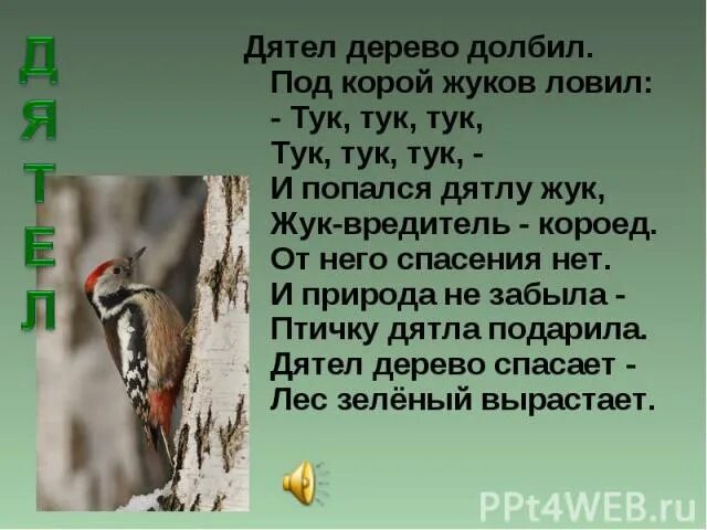 Лапками цепляется хвостиком упирается носом постукивает. Дятел долбит дерево. Дятел долбит. Дятел выдолбил дерево. Дятел дуб долбил.