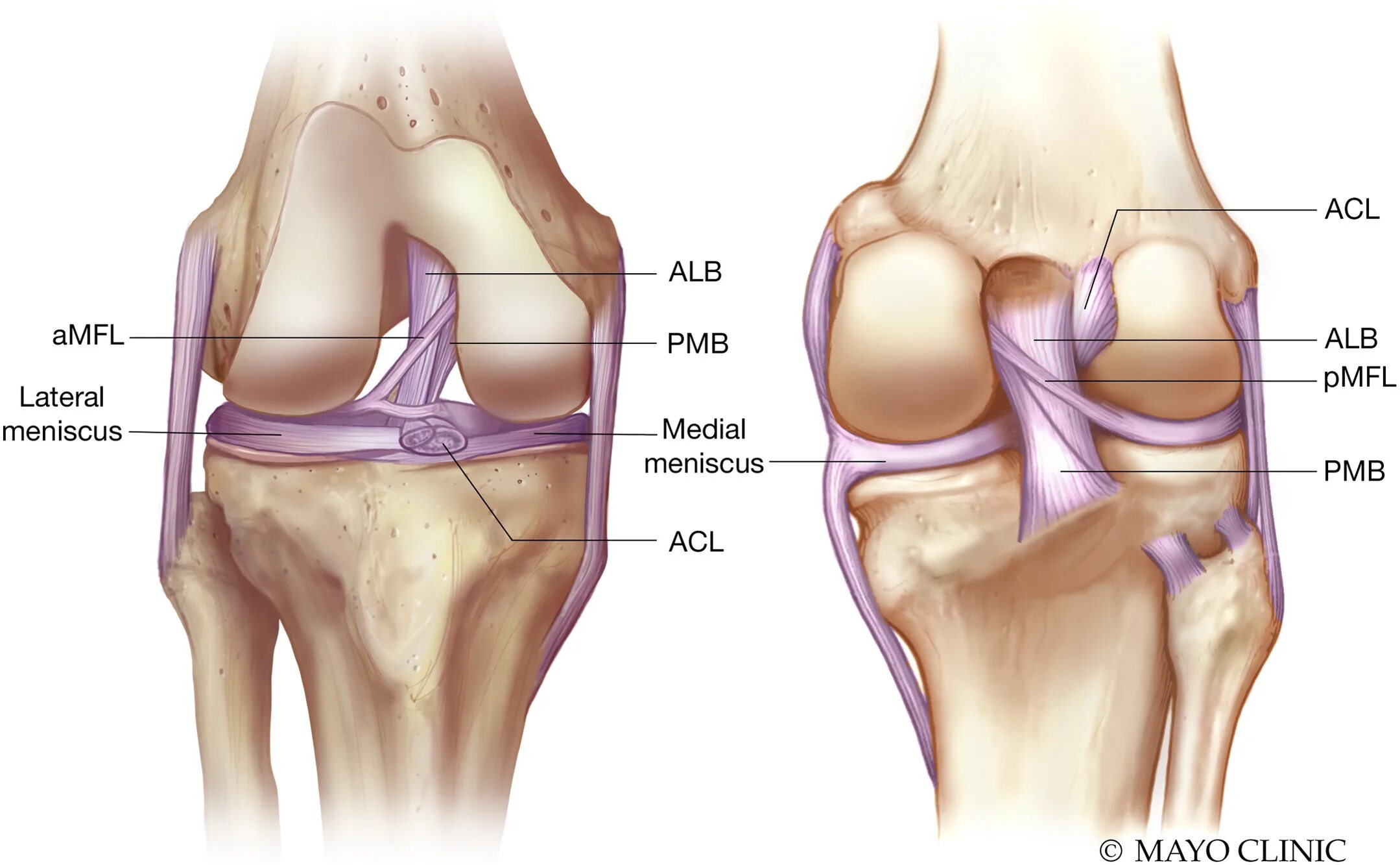 Acl что это. ACL как рассматривается. У кого есть ACL.