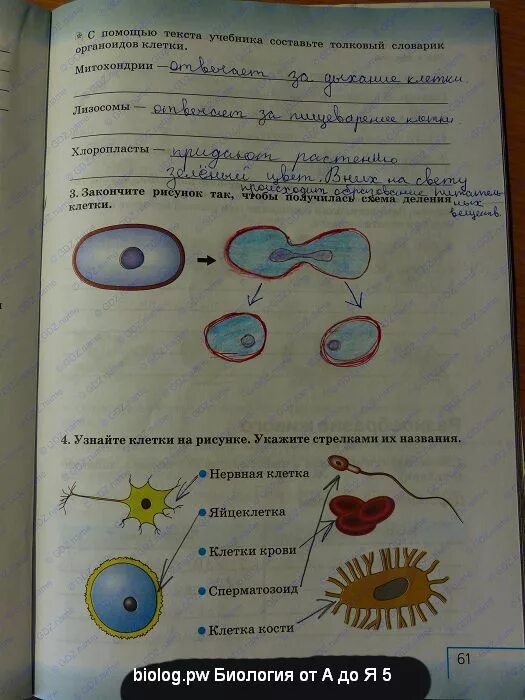 Биология 5 краткое содержание. Биологии Сонин 5 класс живые клетки. Конспект по биологии 5 класс. Биология рабочая тетрадь 5 класс Плешаков Сонин ответы. Учебник клетки.