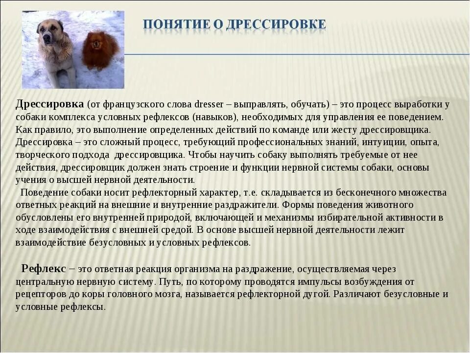 Поведение собак характеристика. Поведение собак. Поведенческие комплексы собаки. Понятие навыка у собак. Понятие поведение собак.