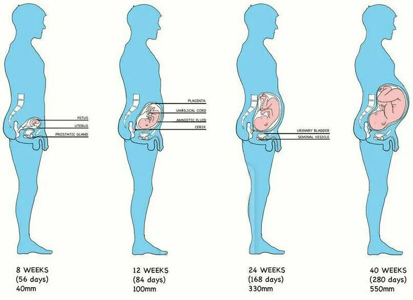 Альфа омега мужская беременность. Омега строение органов. Анатомия омегаверса. Омегаверс анатомия. Строение женщины альфы.